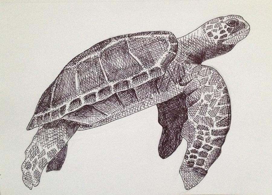 Черепахи 8 класс биология. Черепаха карандашом. Черепаха зарисовка. Рисунки черепах. Морская черепаха карандашом.