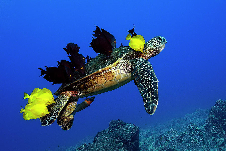 Turtle grooming Photograph by Artesub