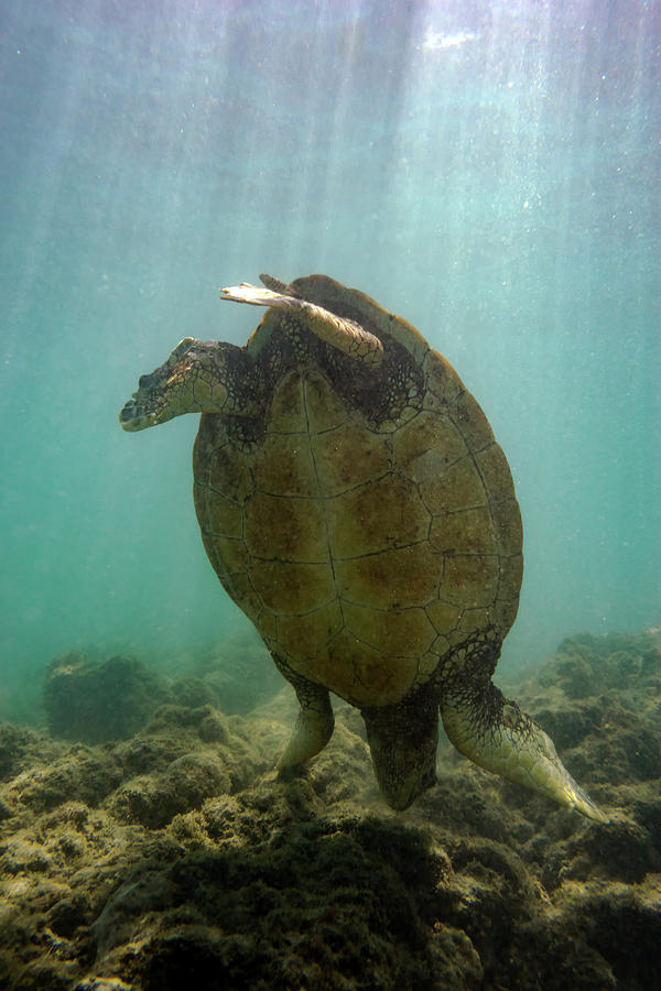 Turtle Handstand Photograph by Christopher Johnson