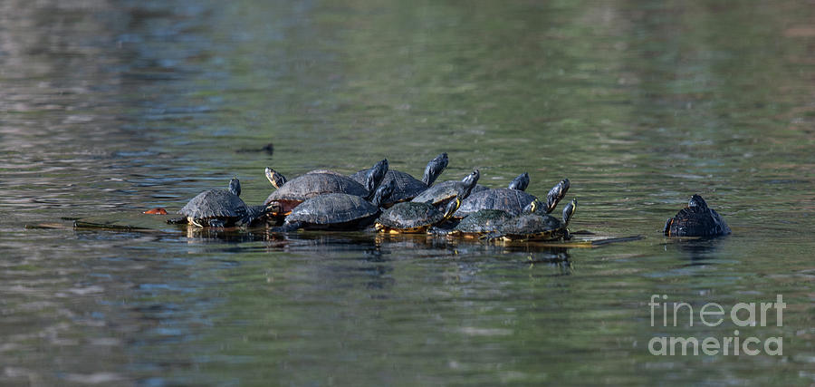 Turtle Hang Out Photograph by Dale Powell