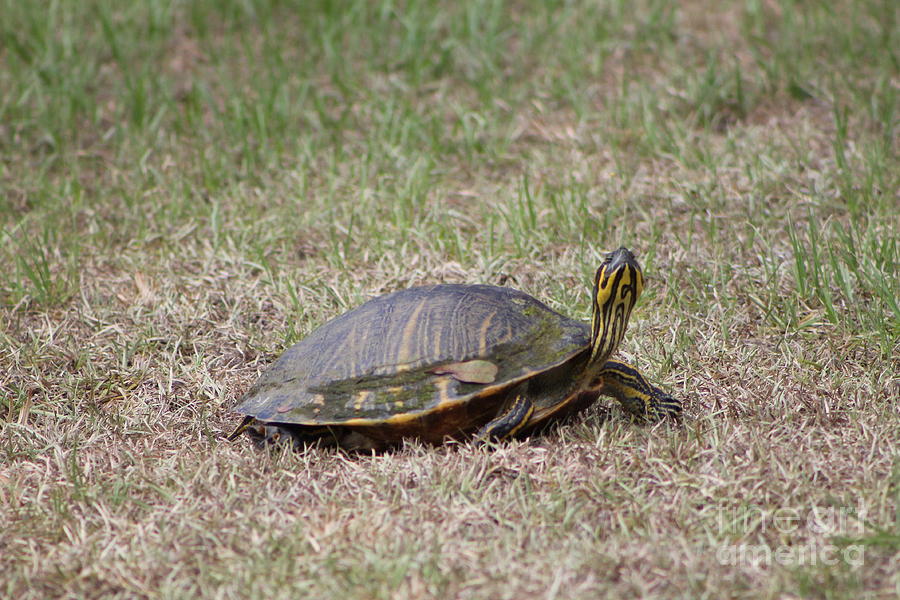 Turtle Hello Photograph by Karen Miller - Fine Art America