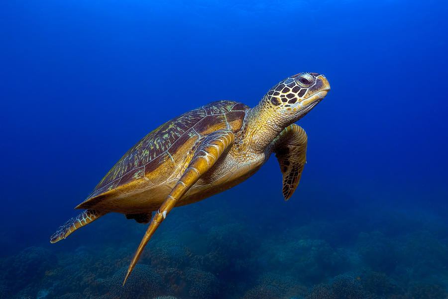 Turtle Photograph by Henry Jager