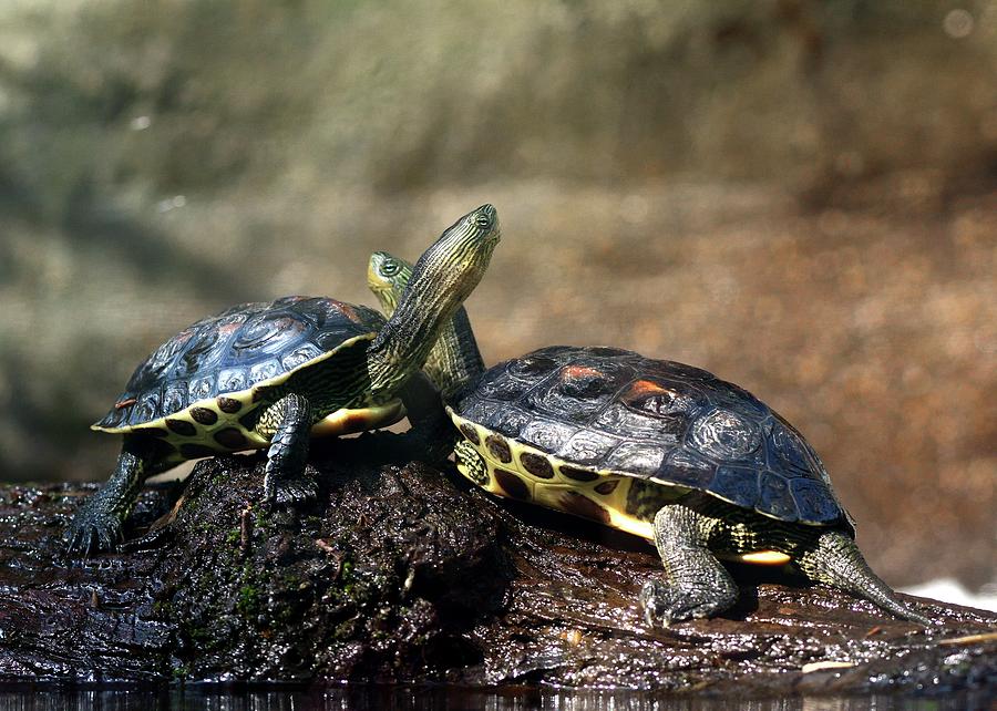 Turtle Hugs Photograph by Maha Aldoori - Fine Art America