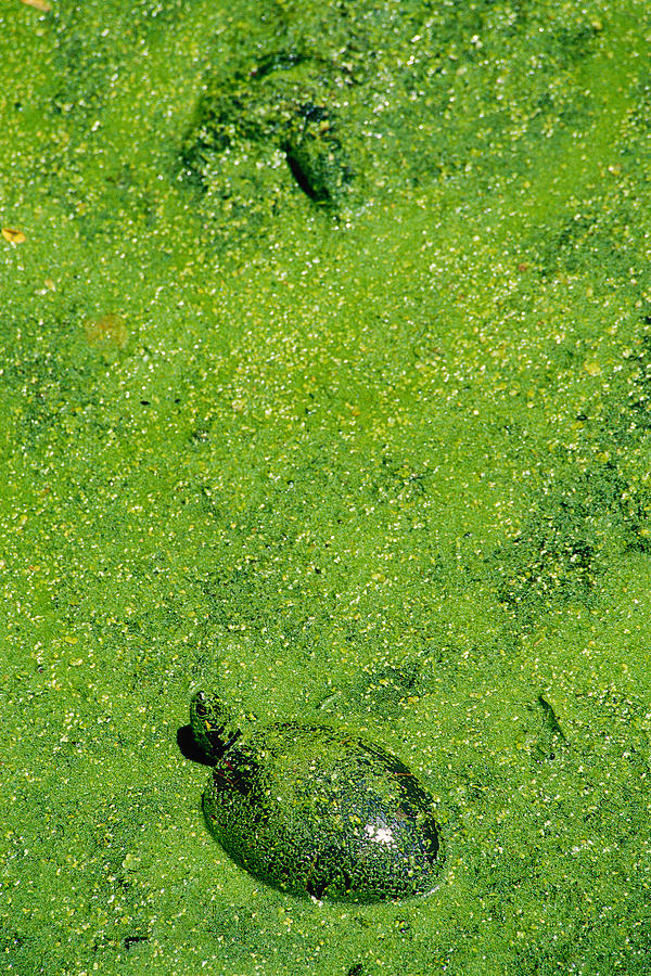 Turtle in Duckweed Photograph by Brian Green