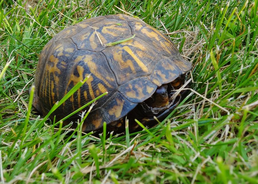 Turtle in Orange County New York 1 Photograph by Adam Riggs - Fine Art ...