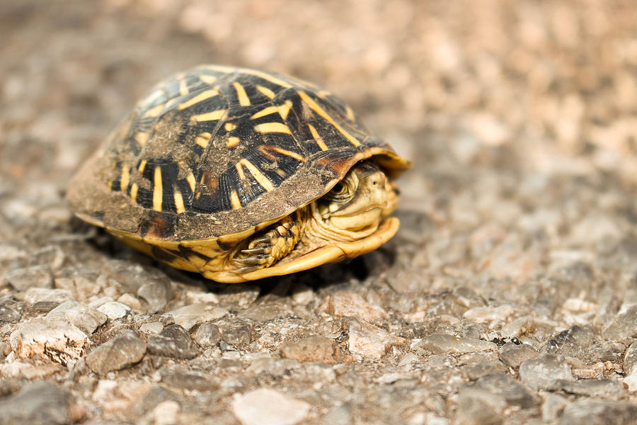 Turtle Photograph - Turtle in road by McKinzi Gulickson