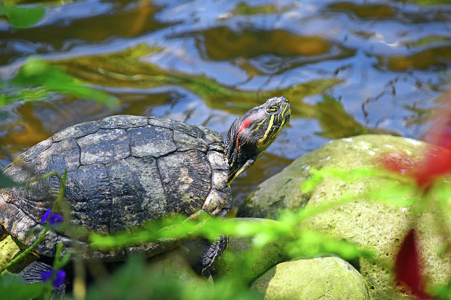 Turtle in the Garden Photograph by Maria Keady | Fine Art America