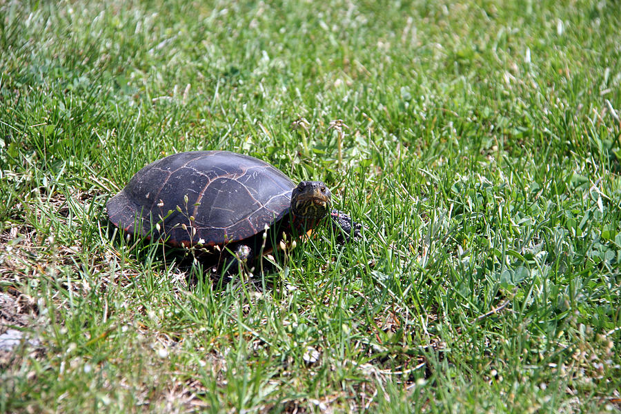 Turtle in the Grass Photograph by George Jones