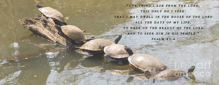 Turtle Inspirational Quote Photograph