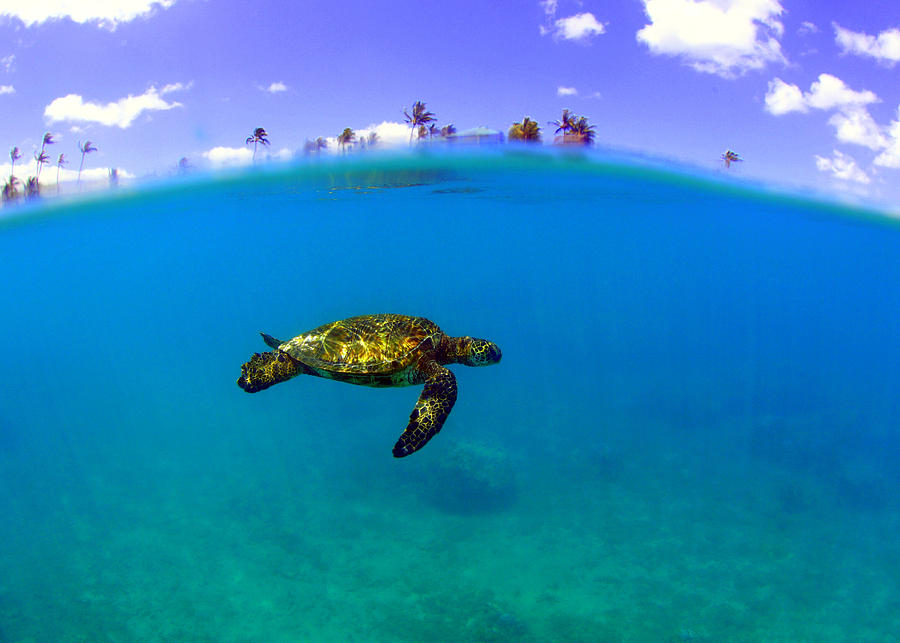 Turtle Island Photograph by Todd Hummel Turtle Island Photograph by Todd Hummel