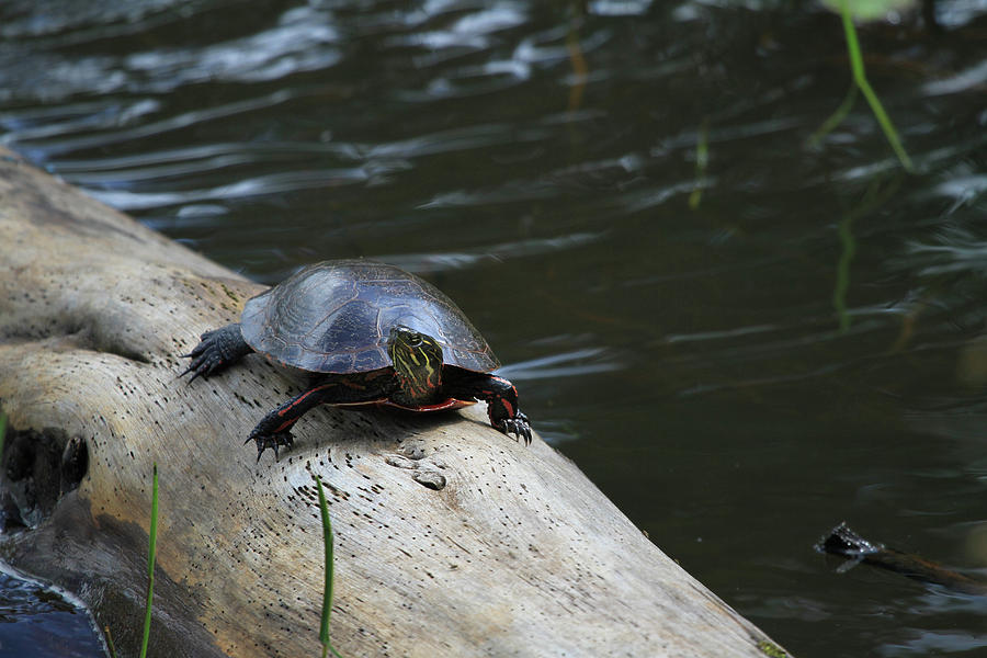 Turtle Photograph by Jackson Pearson