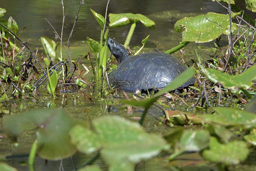 Turtle Photograph by Jennifer Reynolds - Fine Art America