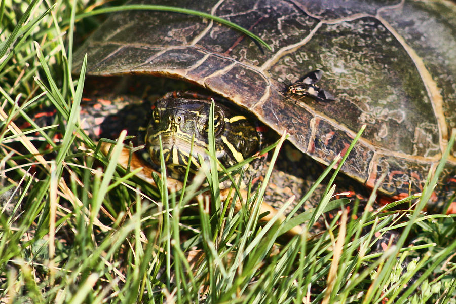 Turtle Photograph By Jennifer Schack 