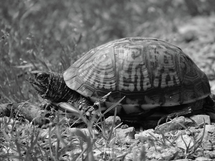 Turtle Crossing Photograph by Jenny Regan - Fine Art America