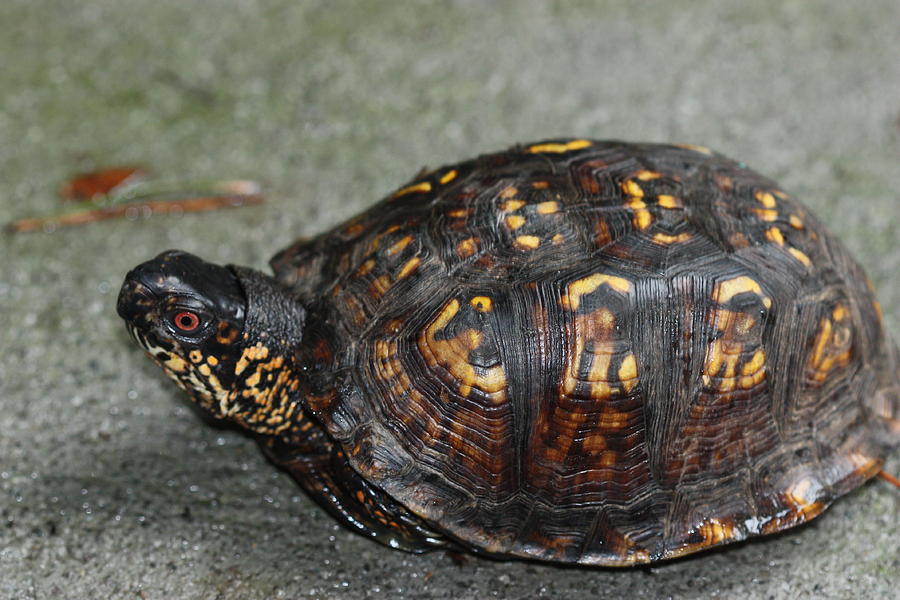 Turtle Photograph by Jerry Shaw | Fine Art America