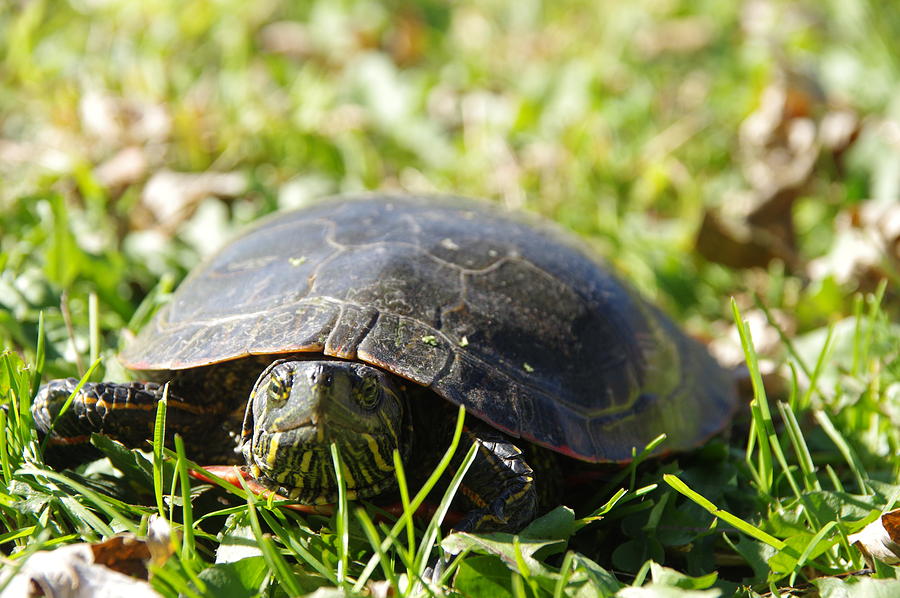 Turtle Photograph by John Pratt | Fine Art America