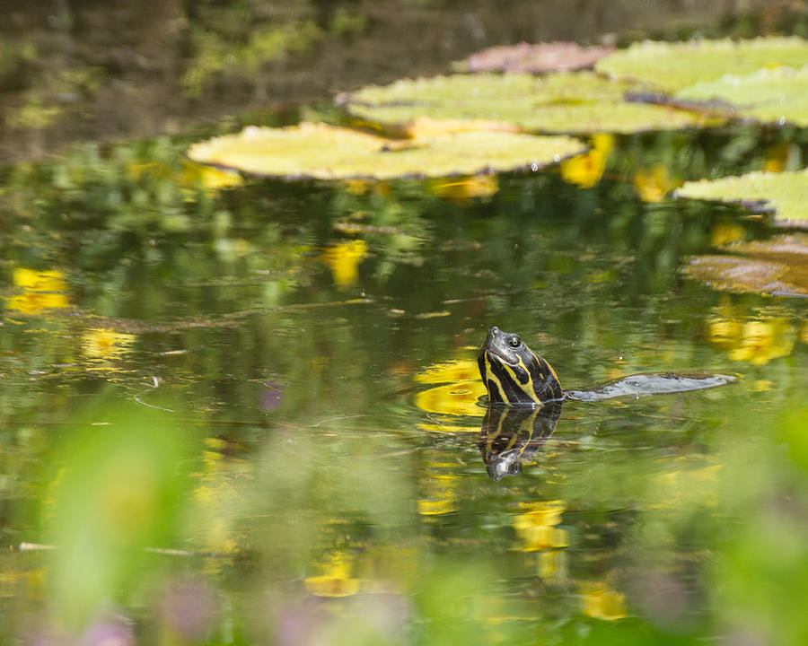 Turtle by Julie Andel Turtle by Julie Andel