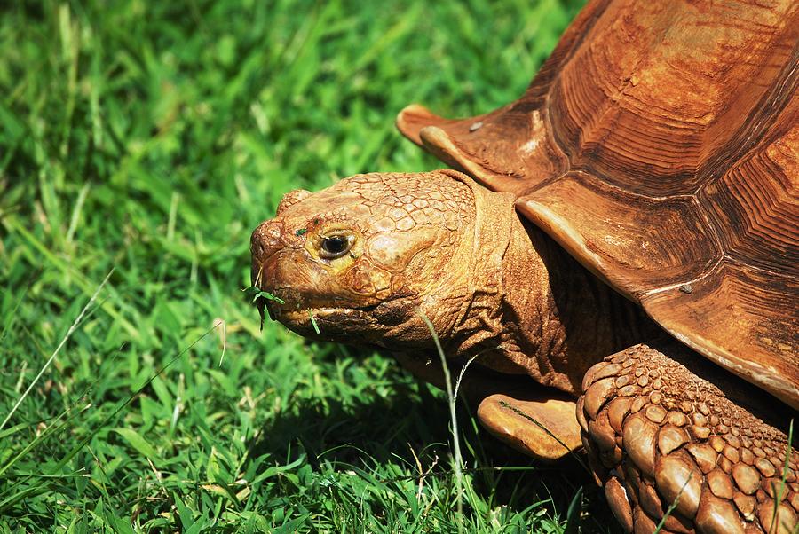 Turtle Photograph by Lakida Mcnair - Fine Art America