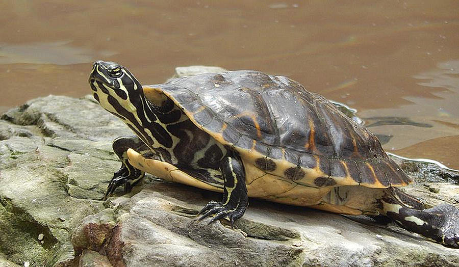 Turtle Photograph by Lisa Cassinari - Fine Art America