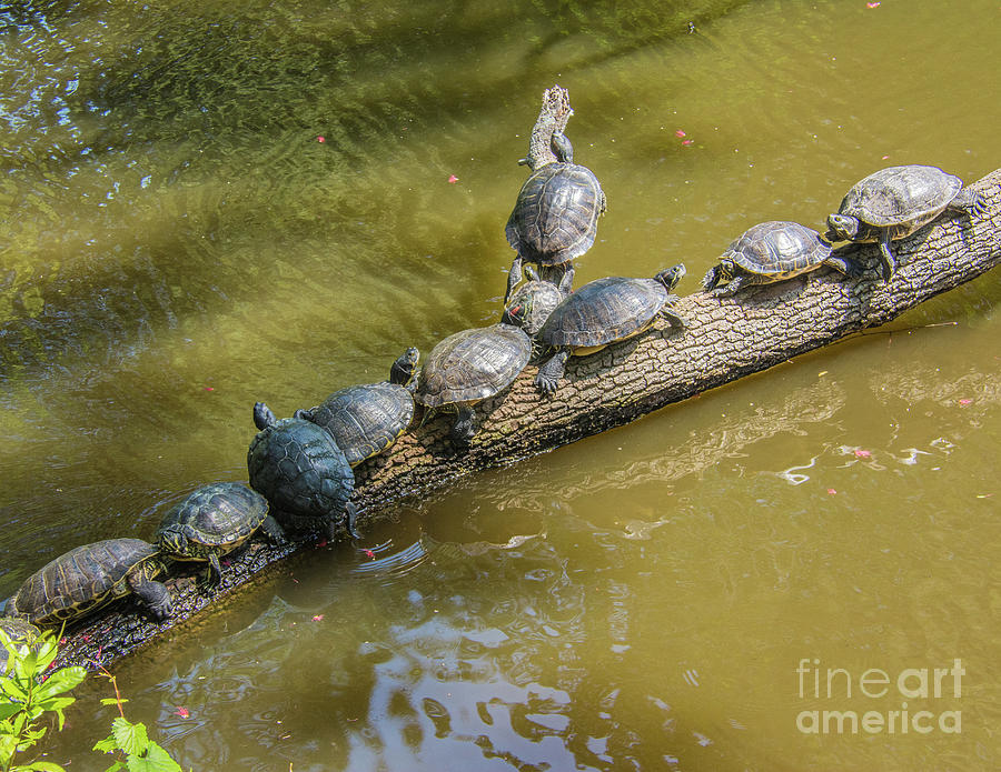 Turtle Log Jam Photograph by John Greco