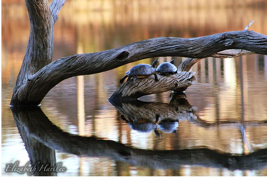 Turtle Love Photograph by Elizabeth Harllee