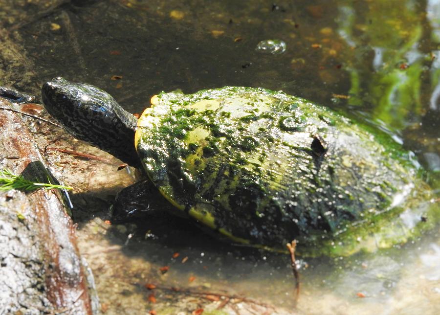 Turtle Photograph by Matthew Kramer - Fine Art America