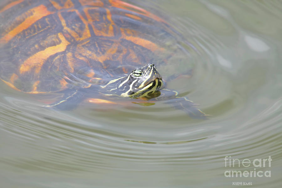 Turtle Photograph - Turtle Medicine by Deborah Benoit