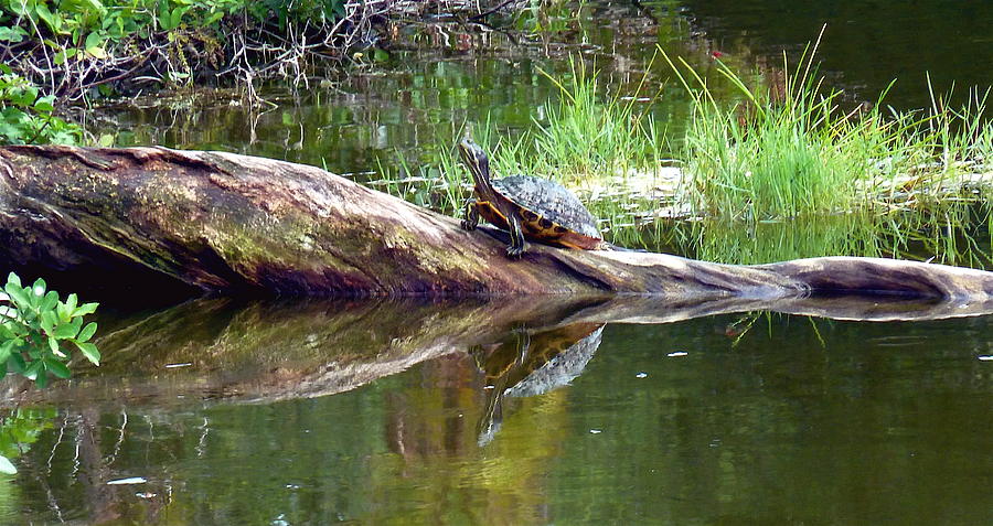 Turtle Meditation Photograph by Kicking Bear  Productions