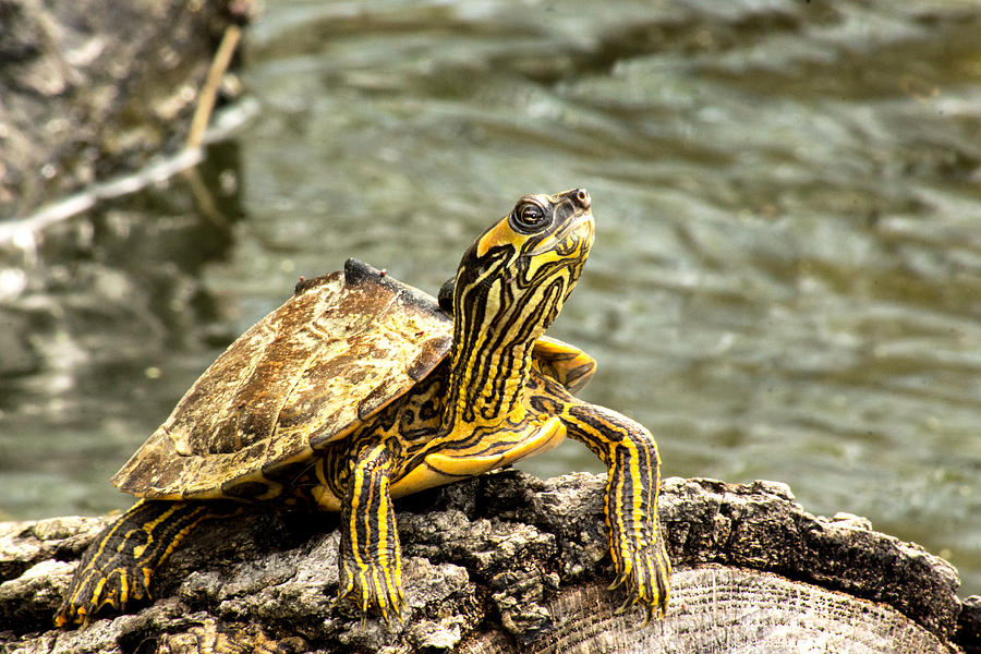 Turtle Digital Art by Mitford Fontaine - Fine Art America