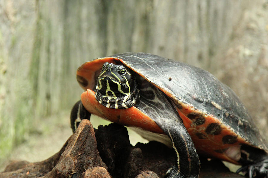 Turtle Neck Photograph by David Stasiak
