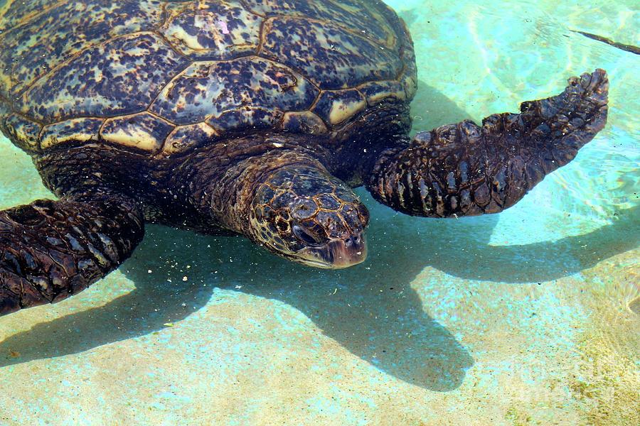 Turtle Photograph by Nicole Fleckenstein - Fine Art America