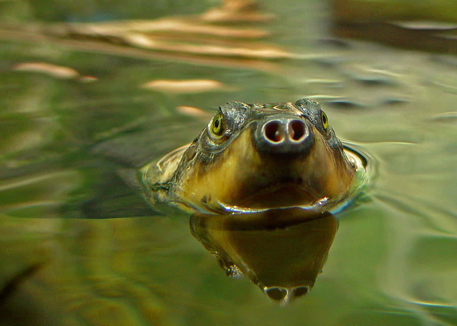 Turtle Nose Photograph by Lori Whitman - Fine Art America