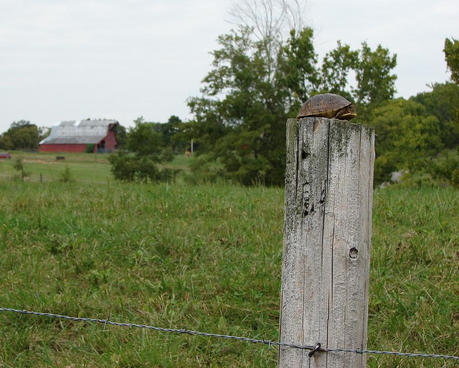Turtle Photograph - Turtle On A Fence Post by Bill Hughey