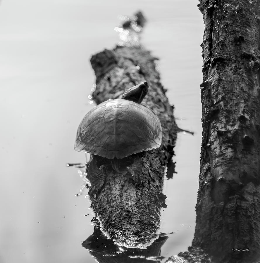Turtle On A Log - BW Photograph by Brian Wallace