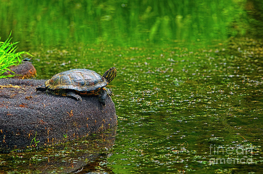 Turtle on a Rock 2 Photograph by Sharon Talson