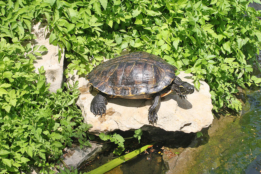 Turtle on a Rock Photograph by Ellen Tully