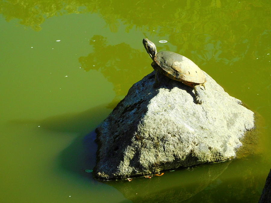 Turtle On A Rock Photograph By Maro Kentros - Pixels