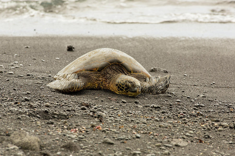 Turtle On Black Sand Beach Photograph By Garry Loss - Pixels