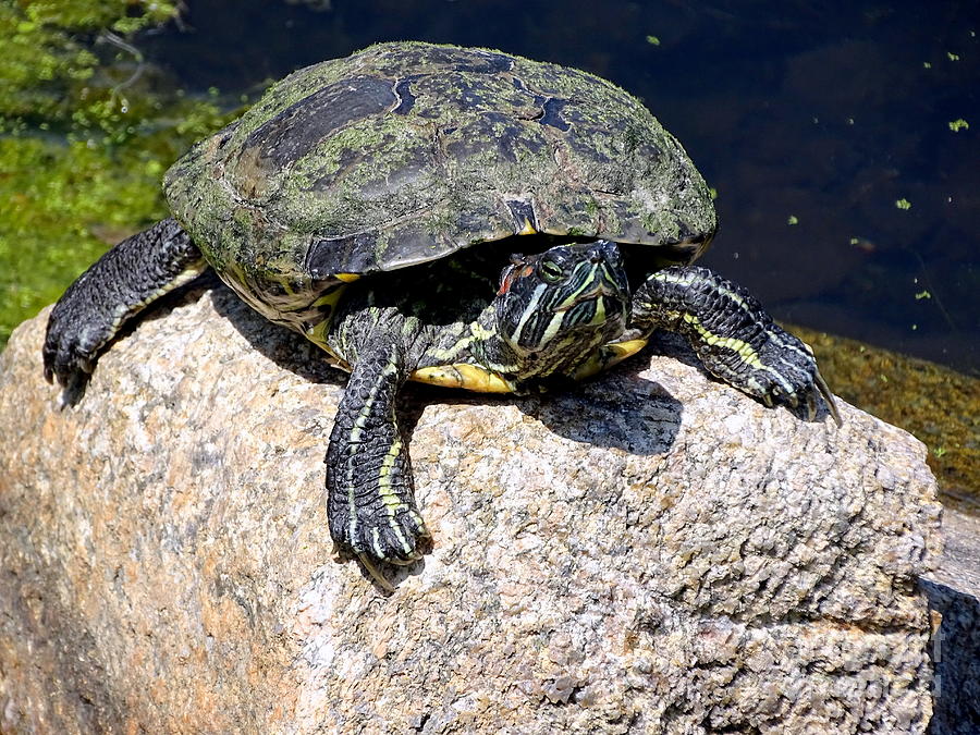 Turtle On Rock Photograph by Ed Weidman