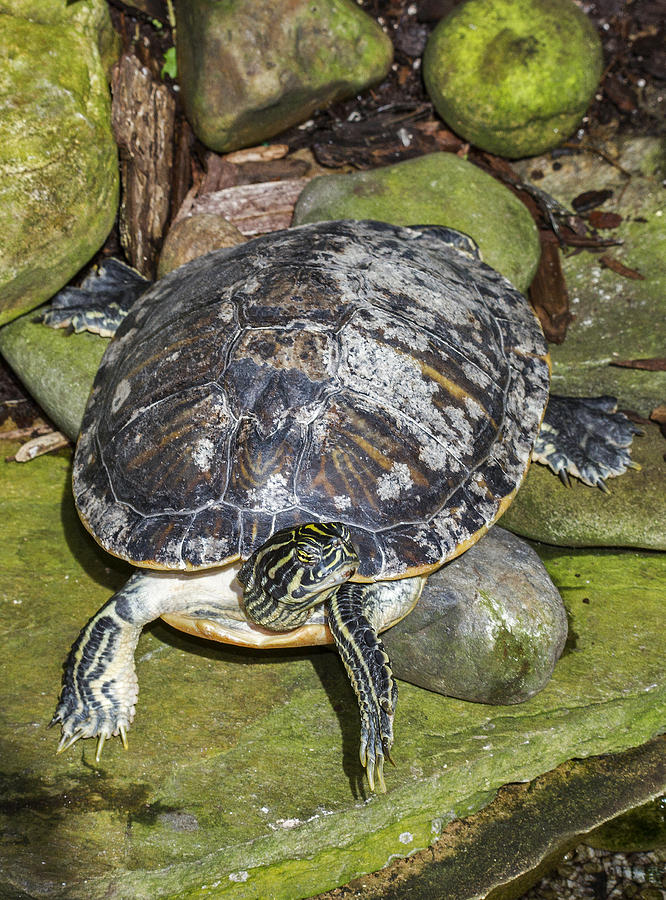Turtle on the Green Photograph by Bob Slitzan