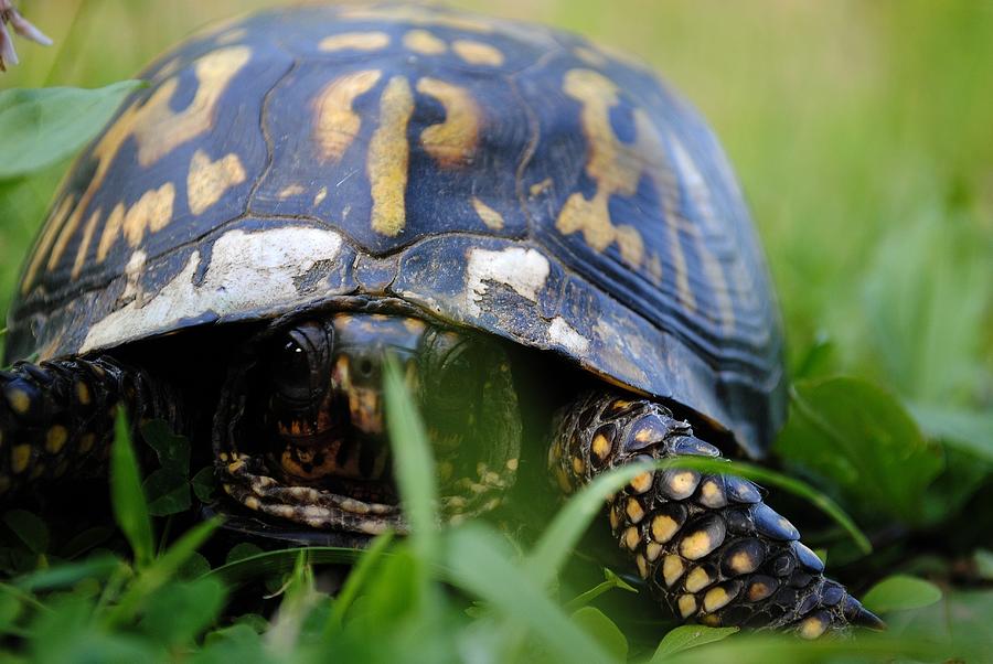 Turtle On The Move Photograph by Mark Taylor - Pixels