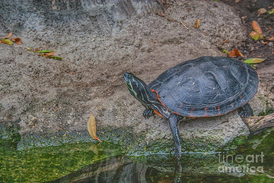 Turtle on the Move Digital Art by Randy Steele