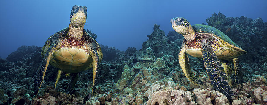 Turtle Photograph - Turtle Panorama by Dave Fleetham - Printscapes