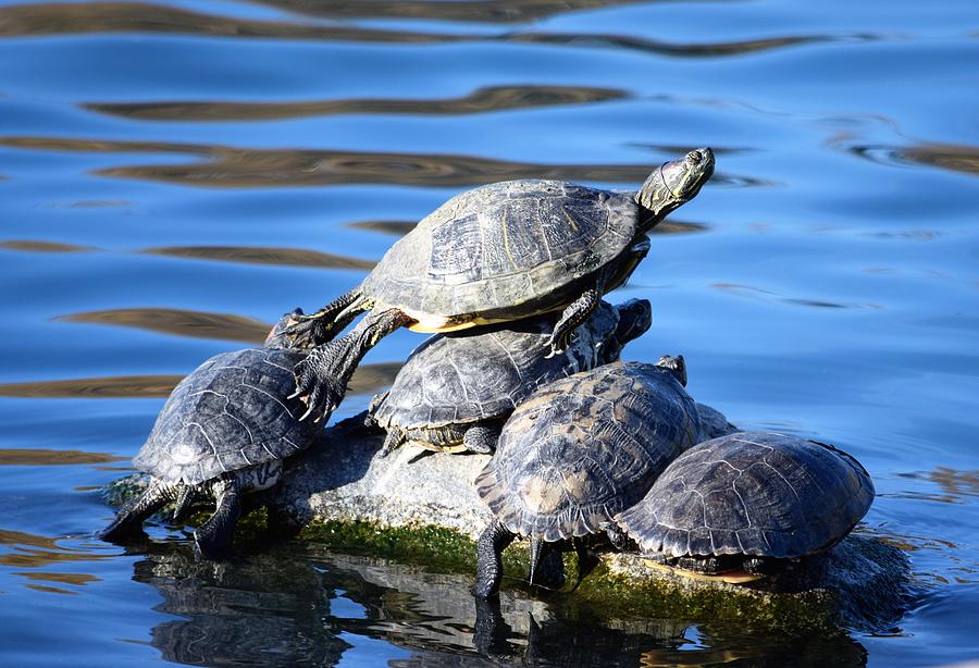 Turtle Pile Photograph by Eric Johansen