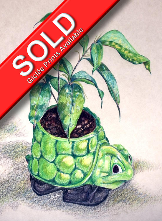Still Life Drawing - Turtle Planter - Original by Stephen Boyle