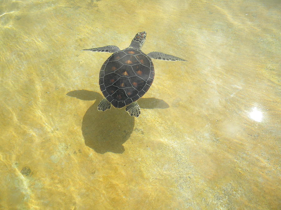 Turtle playing with it's own shadow Photograph by Stacey Robinson ...