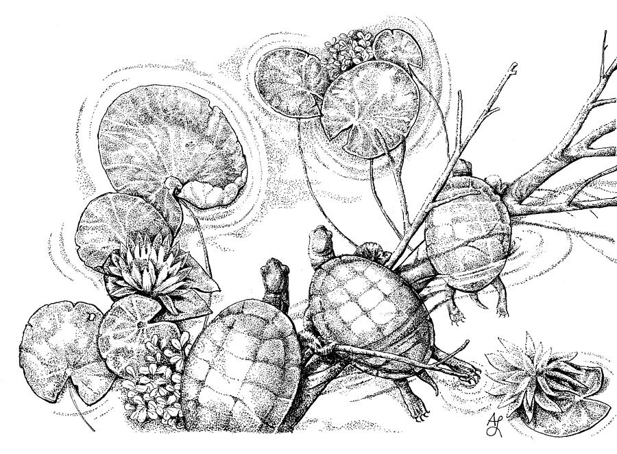 Turtle Pond Drawing by Angie Lilienthal - Fine Art America
