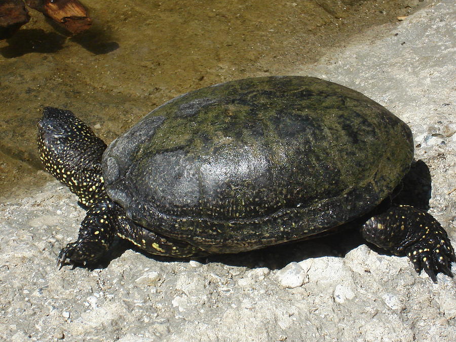 Turtle Photograph by Popa Diane-valeria - Fine Art America