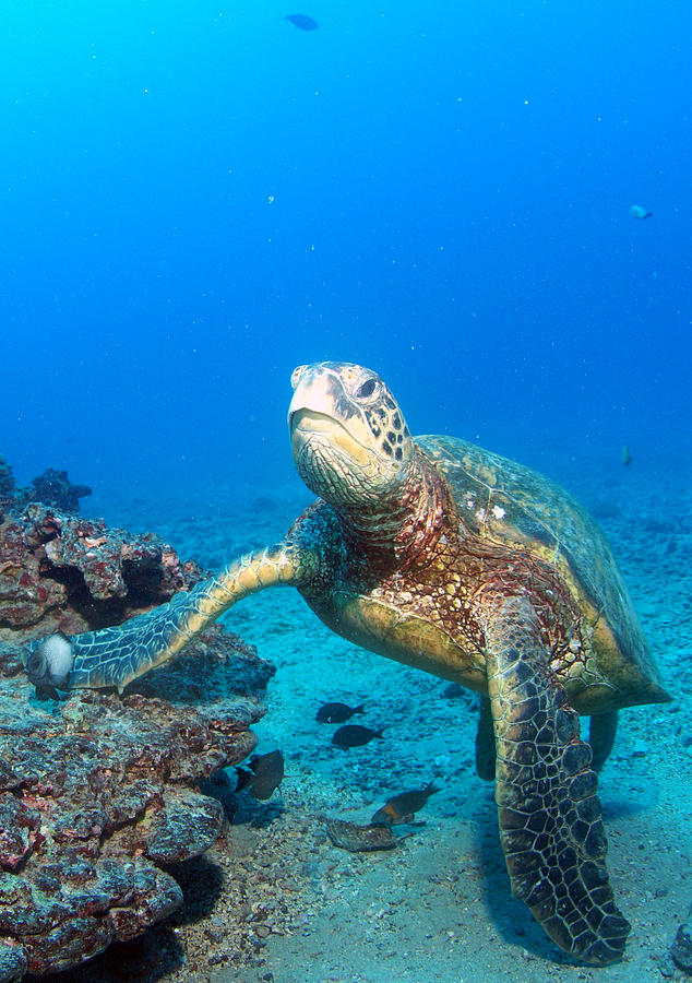 Turtle Portrait Photograph by Todd Hummel - Fine Art America