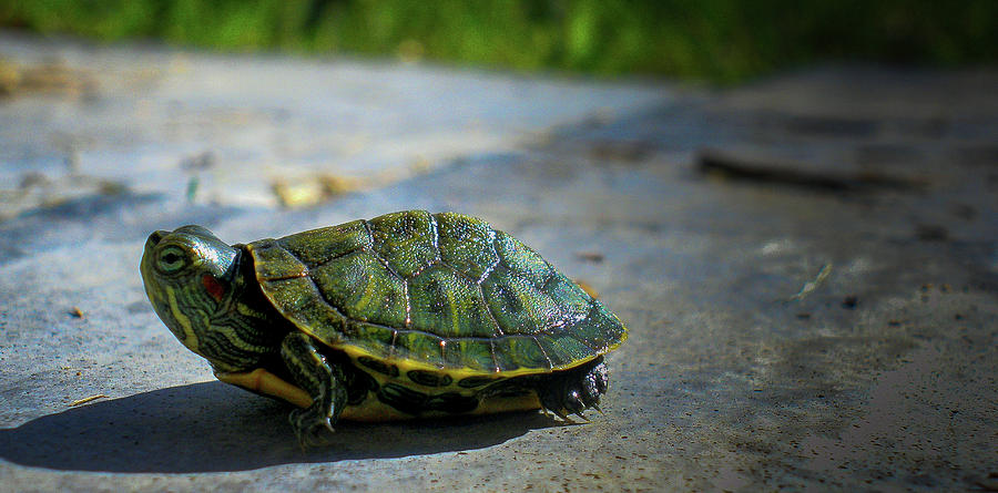 Turtle Power Photograph by Tony Nardecchia - Fine Art America